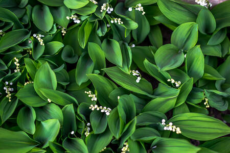 Lilies of the valley