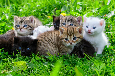 Kittens in the grass