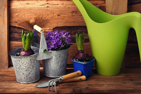 Fleurs de printemps en pots
