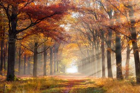 Autumn forest