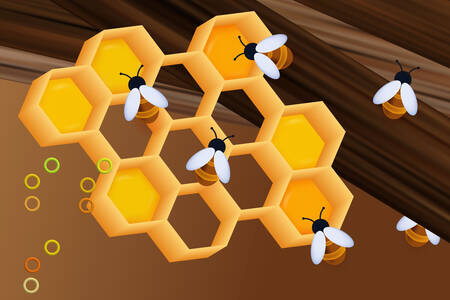 Bees on honeycombs