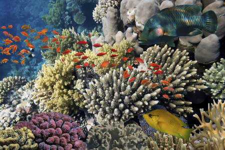 Koraller og tropiske fisk