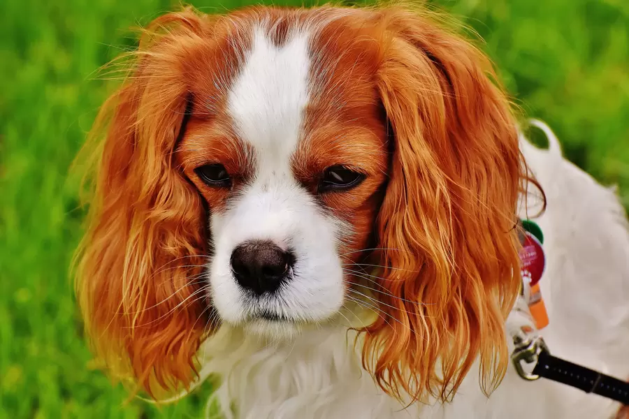 Blenheim Cavalier King Charles Spaniel