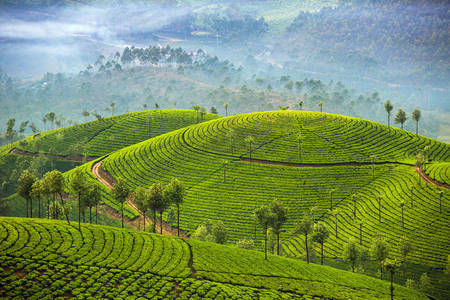 Plantaciones de té de Munnar