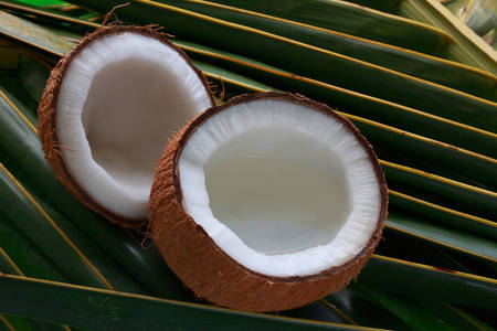 Noix de coco sur les feuilles de palmier