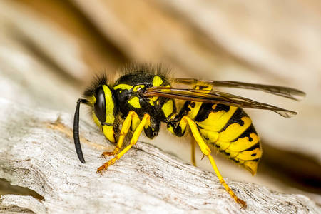 Macro photo of a wasp