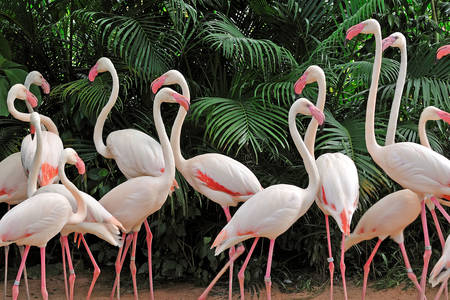 Zwerm flamingo's