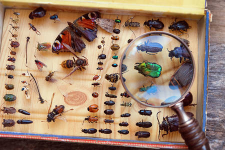 Colección de insectos