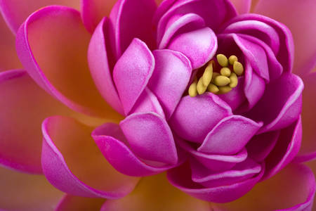 Macrofoto van roze lotus