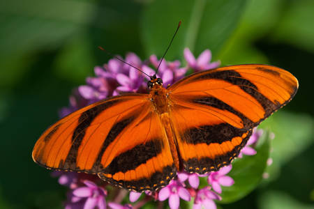 Полосатая оранжевая бабочка