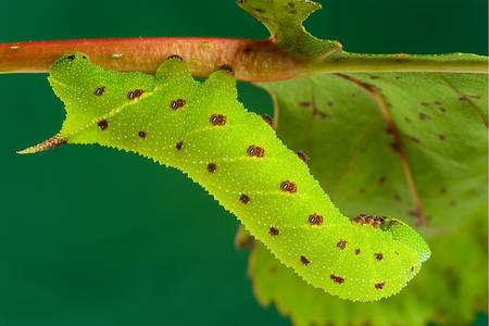 Caterpillar em um galho