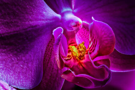 Fotografía macro de una orquídea