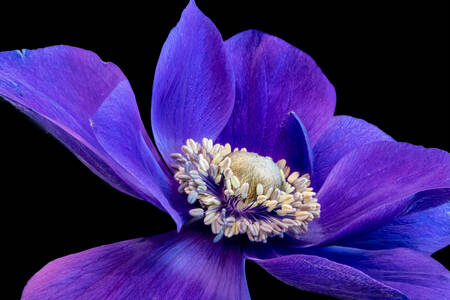 Fialový květ