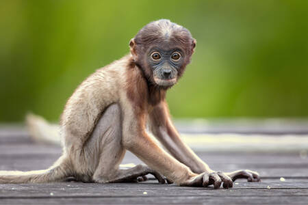 Proboscis majmun beba