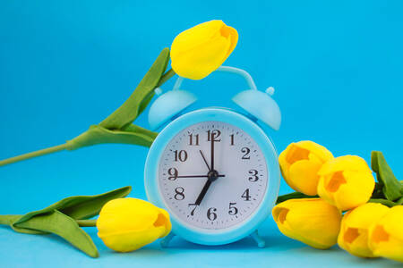Blue alarm clock and yellow tulips