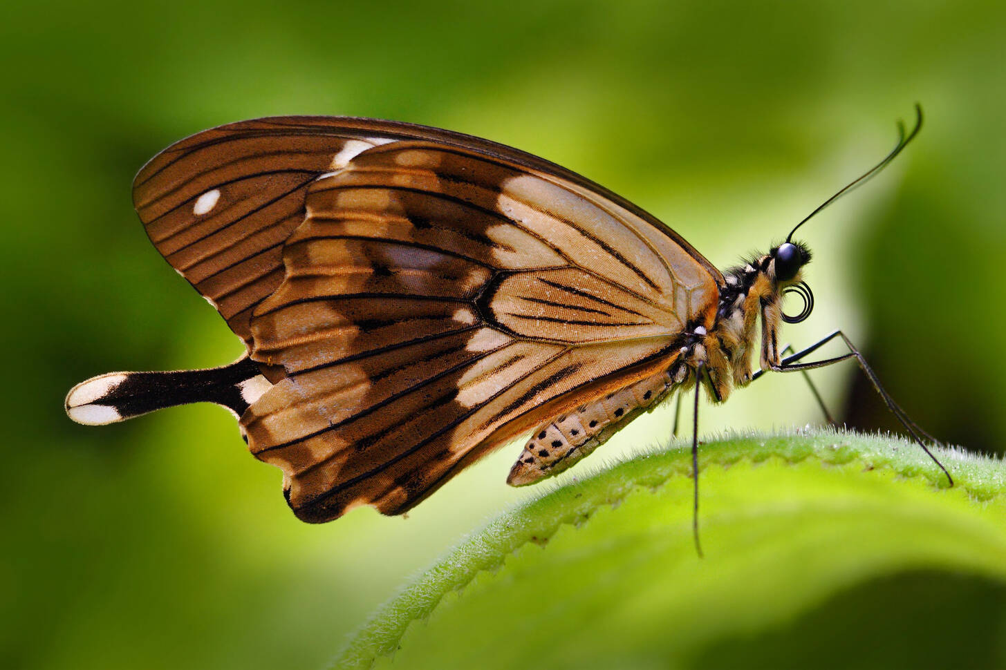 Butterfly on a leaf 