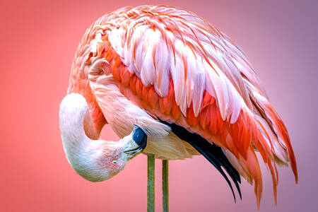 Portret flamingo roz