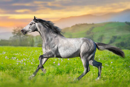 Horse in the spring meadow