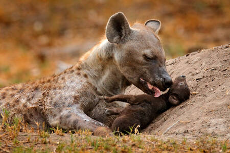 Hyena met jong