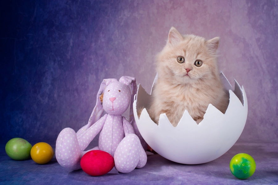 Anak kucing di dalam kerang