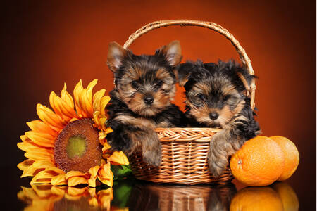 Yorkshire terriers in a basket