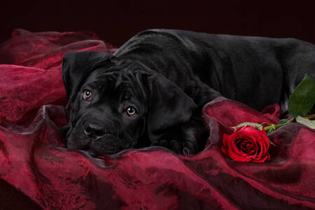 Puppy with a red rose