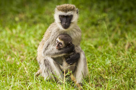 Bebekleriyle birlikte maymun