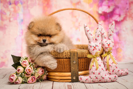 Spitz puppy in a basket