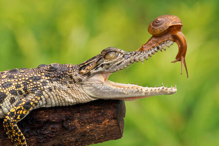 Snail on the mouth of a crocodile
