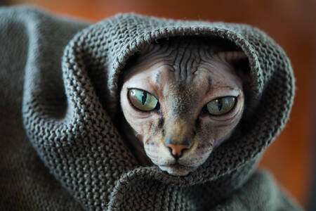 Pisică Sphynx într-o pătură