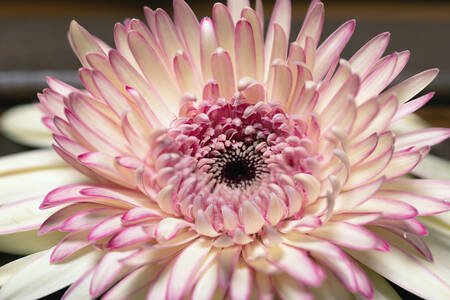 Hellrosa Gerbera