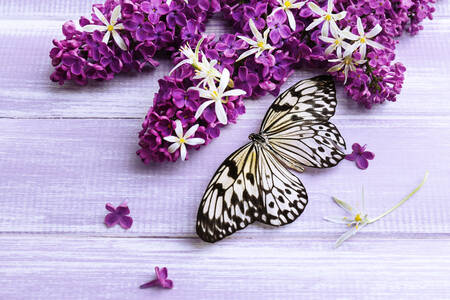 Papillon et lilas