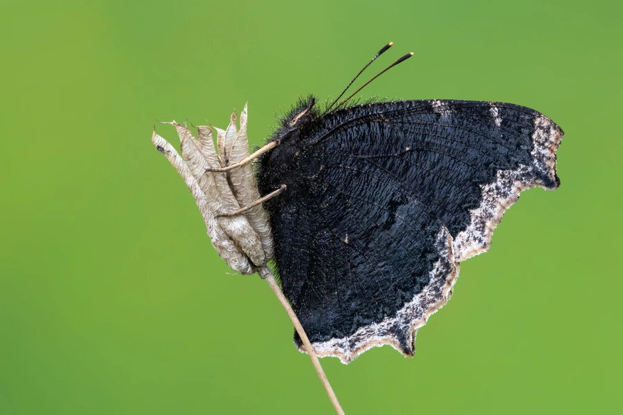 Schwarzer Schmetterling auf grünem Hintergrund