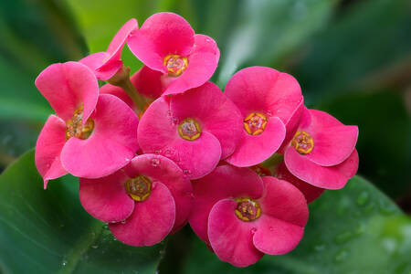 Euphorbia milii