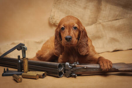 Puppy and a hunting rifle