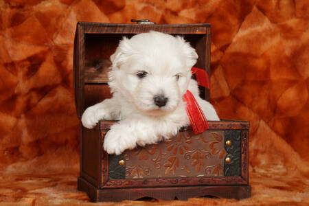 Cachorro de West Highland White Terrier