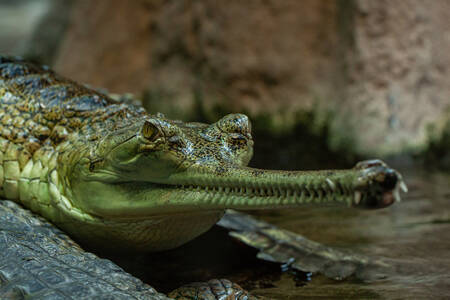 Gharial crocodile