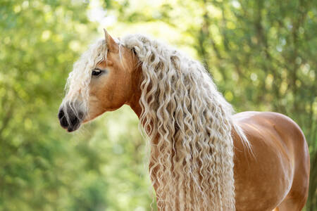 Cal Haflinger