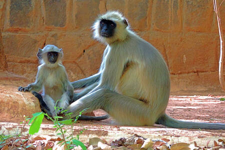 Anne ve bebek gri langur
