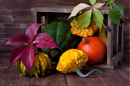 Des citrouilles colorées dans une boîte en bois