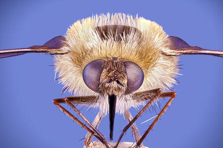 Una mosca sobre un fondo azul