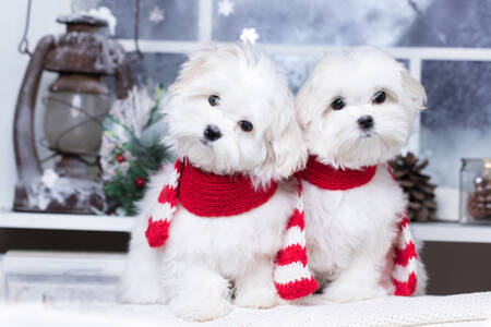 Μαλτέζικα σκυλάκια