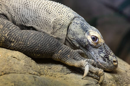 Dragón de Komodo sobre una roca