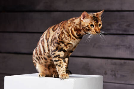 Un jeune chat bengal
