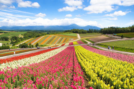 四季彩の丘の花畑