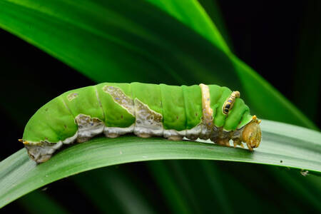 Πράσινη κάμπια πάνω σε φύλλο