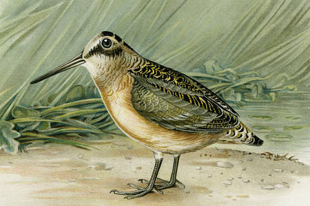 Ilustracija ptice Woodcock