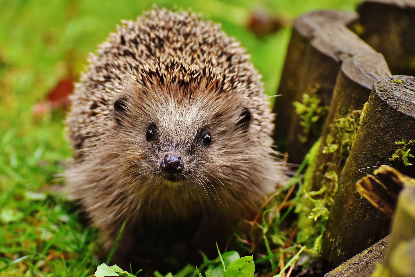 Igel im Wald.