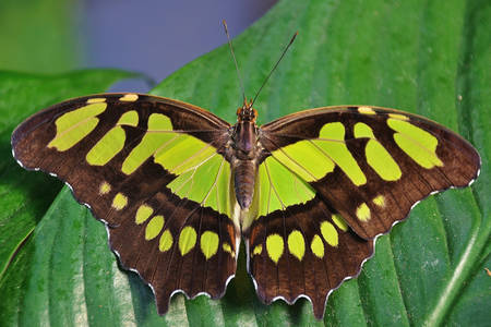 Makro záber motýľa