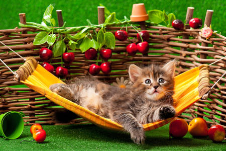 Kitten in hammock
